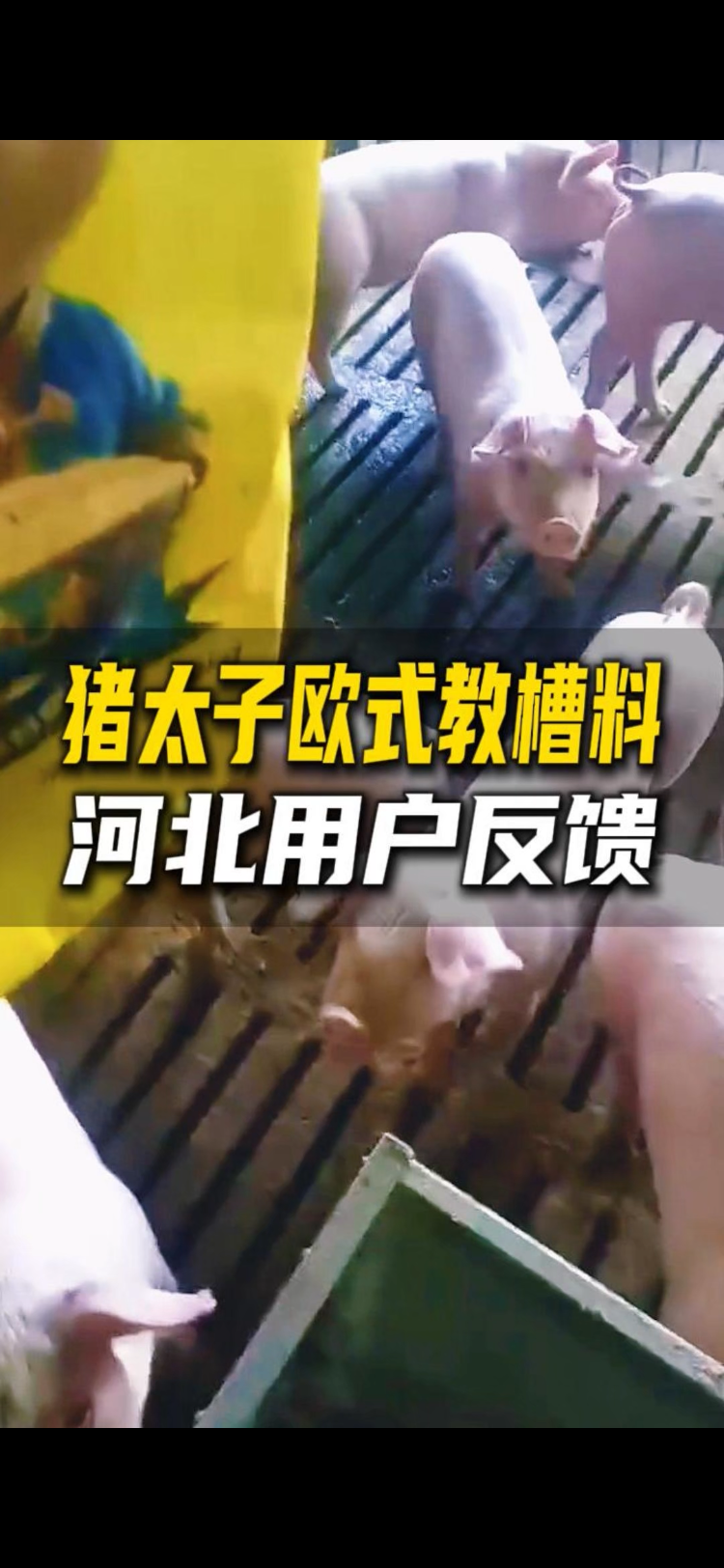 猪太子欧式教槽料河北用户真实反馈