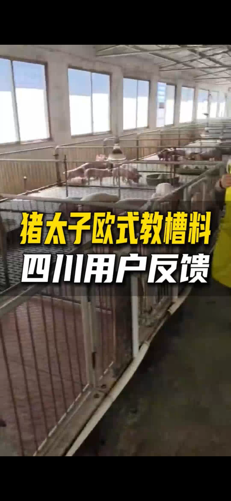 猪太子欧式教槽料四川用户真实反馈