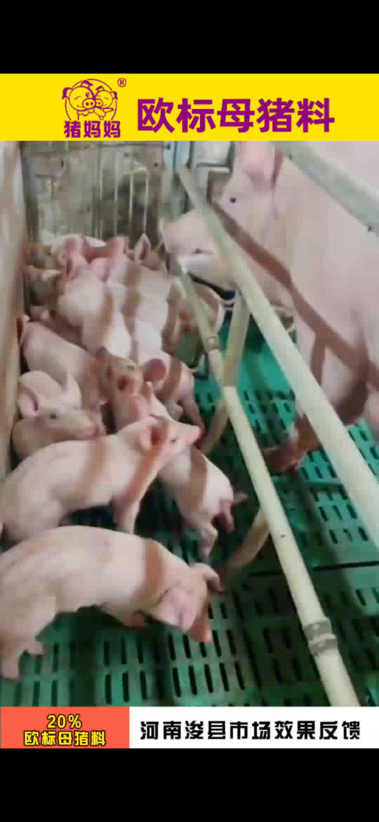 欧标母猪料河南浚县客户真实反馈