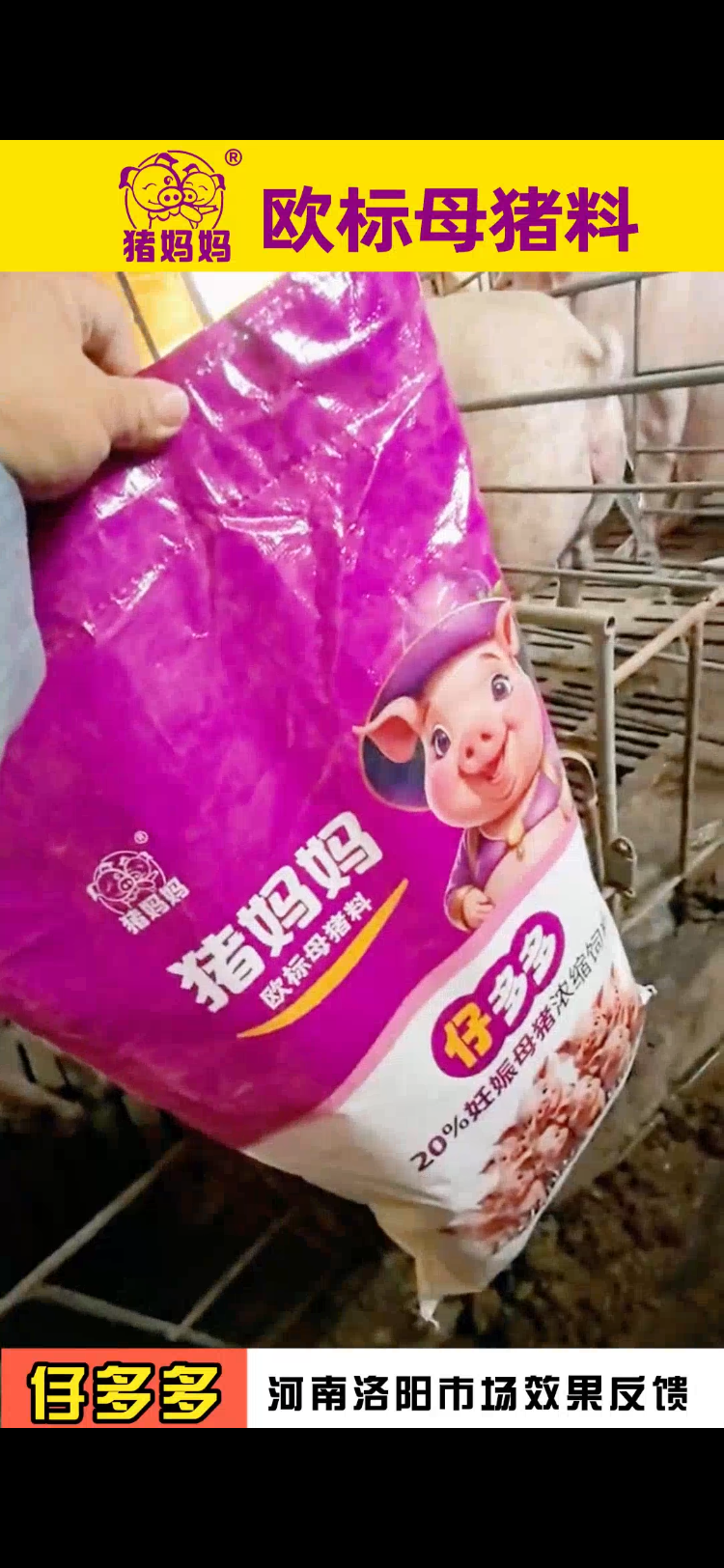 欧标母猪料河南洛阳客户真实反馈